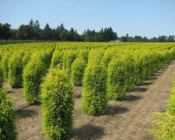 Можжевельник обыкновенный "Голд Кон"