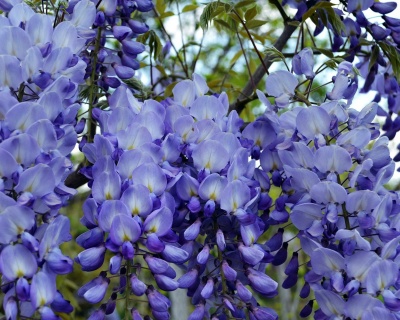 Глициния обильноцветущая "Блю мун"
