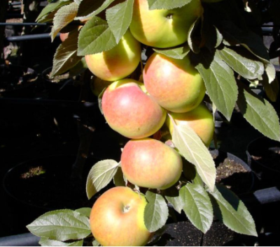 Яблоня колоновидная "Болеро"