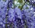 Глициния обильноцветущая "Блю мун"