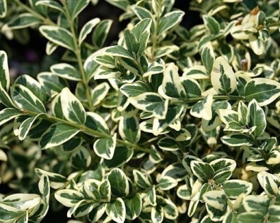 Бирючина овальнолистная "Вариегатум"
