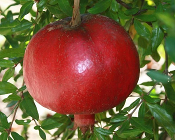 Гранат "Никитский ранний"