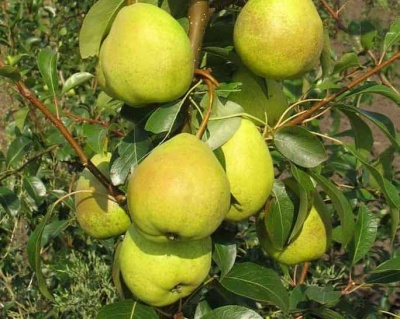 Груша "Августовская роса"