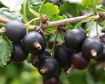 Йошта "ЕМБ" (гибрид крыжовника и смородины)