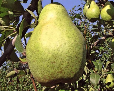 Груша "Ноябрьская"