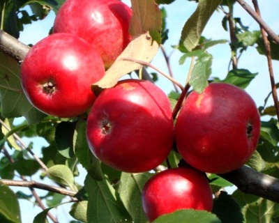 Яблоня колоновидная "Червонец"