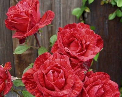 Роза Чайно-Гибридная «Ред Интуишн» 