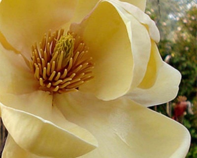 Магнолия "Хоней Тулип"