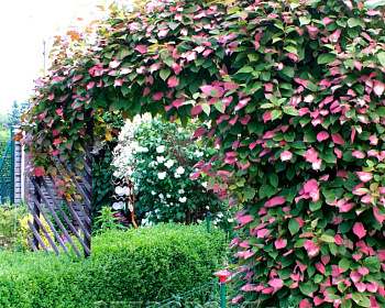 Актинидия Коломикта "Адам" (мужская)