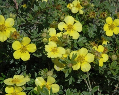 Лапчатка "Голдстар" (Goldstar)