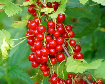 Смородина "Версальская"