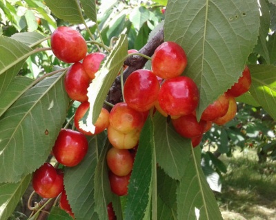 Черешня колоновидная "Сэм"