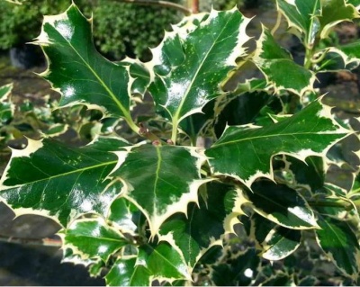 Падуб  остролистный  "Сильвер  Квин"