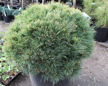 Сосна черная "Нана"