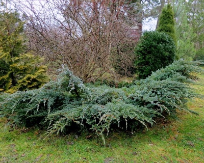 Можжевельник чешуйчатый "Мейери"