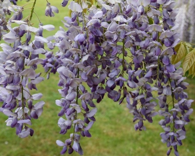 Глициния обильноцветущая "Пролифик"