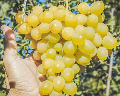 Виноград "Амурский белый"