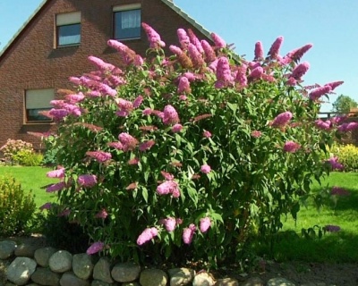 Буддлея Давида "Пинк Делайт" (PinkDelight)