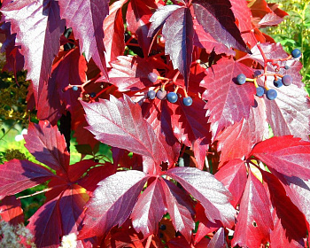 Виноград девичий пятилисточковый "Троки"(P-9)