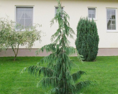 Кипарисовик Нутканский "Пендула"