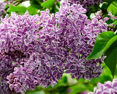 Сирень "Сенсация"