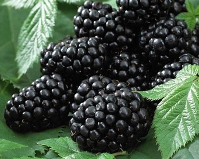 Ежевика Бесшипная "Блек Сатин"