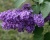 Сирень "Космос"