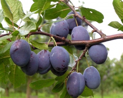 Слива колоновидная «Командор»