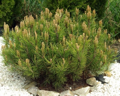 Сосна горная "Пумилио"