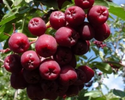 Рябина "Гранатная"