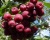 Рябина "Гранатная"
