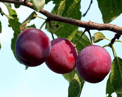 Слива колоновидная "Рубин"