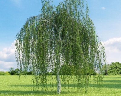 Береза бородавчатая (повислая)