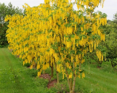 Бобовник обыкновенный