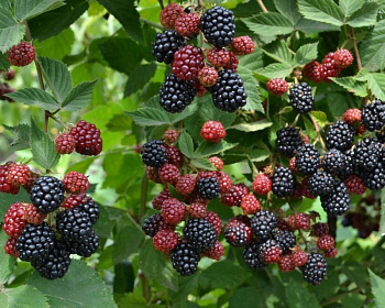 Ежевика "Рубен"