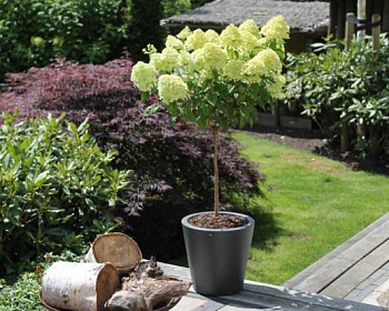 Гортензия метельчатая "Лаймлайт" (штамбовая форма)