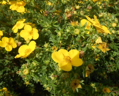 Лапчатка "Голдстар" (Goldstar)