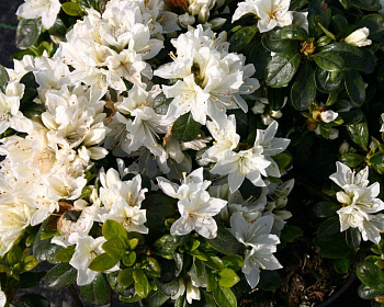 Азалия японская "Кермесина Альба"