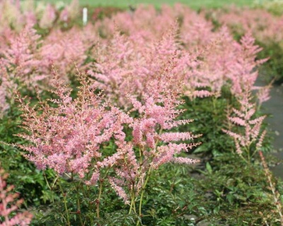 Астильба простолистная "Хенни Графланд"