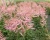 Астильба простолистная "Хенни Графланд"