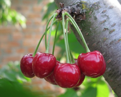 Вишня колоновидная "Кудрявая"