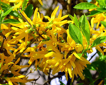 Форзиция гибридная "Малух"