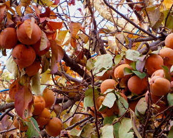 Хурма "Королек"