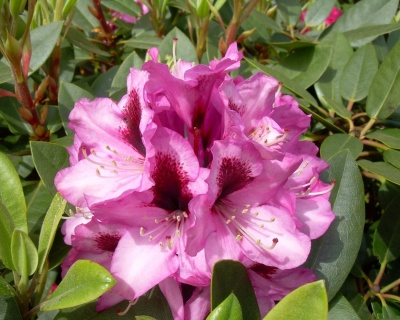 Рододендрон "Кокардия"