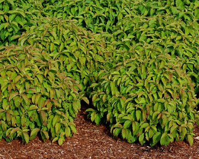 Дерен отпрысковый "Келси" (Kelsey)