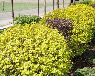 Пузыреплодник "Лютеус" (Luteus)