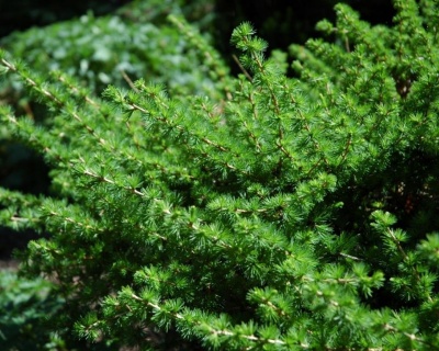 Лиственница Европейская "Корник" (штамбовая форма)