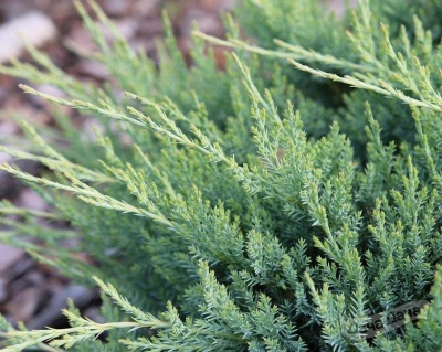 Можжевельник горизонтальный "Агнешка"