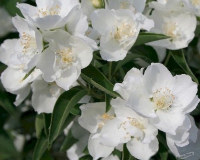 Чубушник "Алебастр"