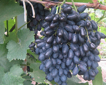 Виноград "Кодрянка"